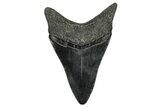 Serrated, Fossil Megalodon Tooth - South Carolina #341488-1